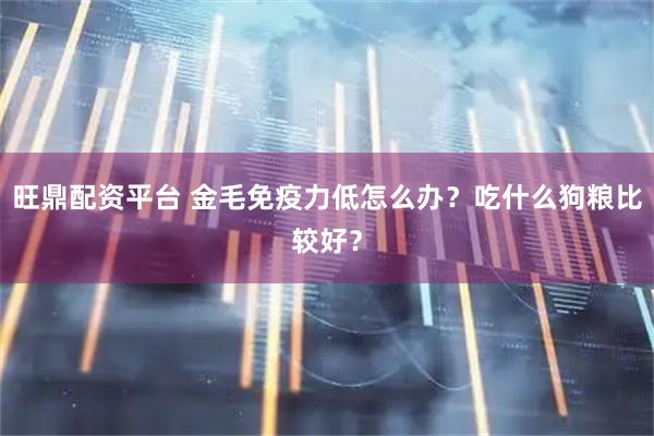 旺鼎配资平台 金毛免疫力低怎么办？吃什么狗粮比较好？